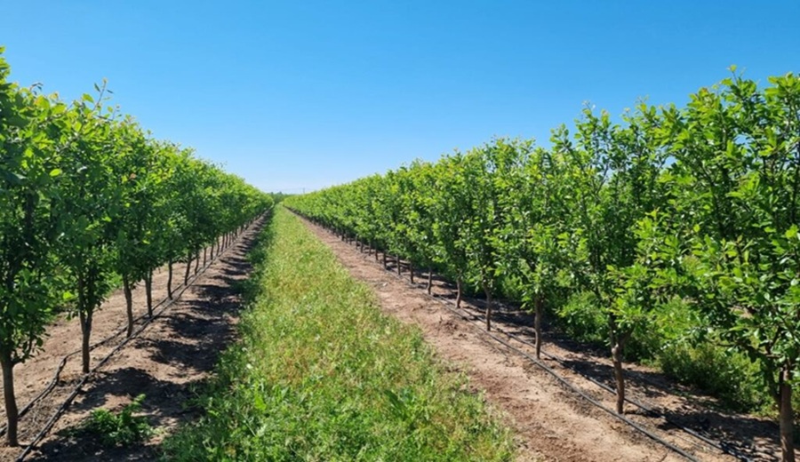 El cambio climático está reconfigurando la agricultura chilena