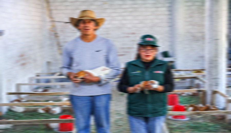 Gobierno impulsa la competitividad de productores de cuy en ocho regiones del país