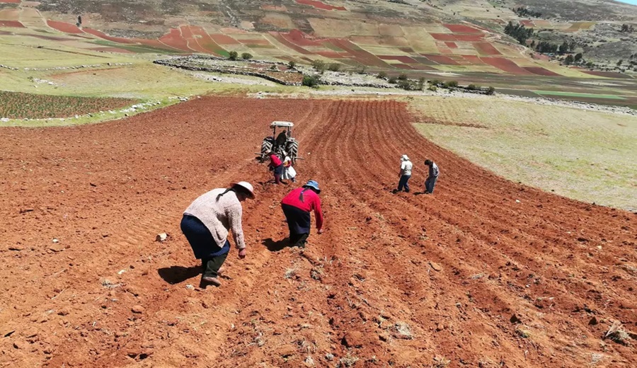 Ladrón de cosechas en Perú14.2 millones de hectáreas pueden perder salud por este factor