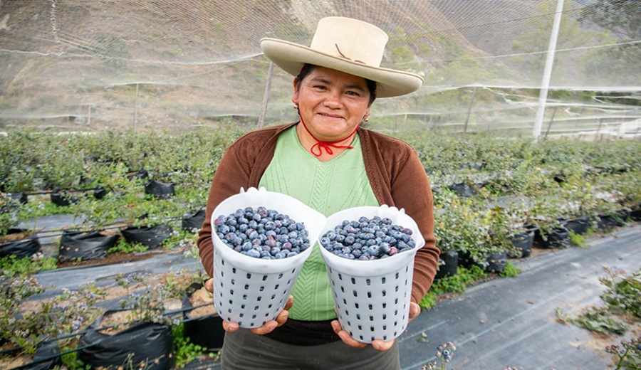 MIDAGRI Agroexportaciones crecieron en 15 regiones en primeros diez meses del año