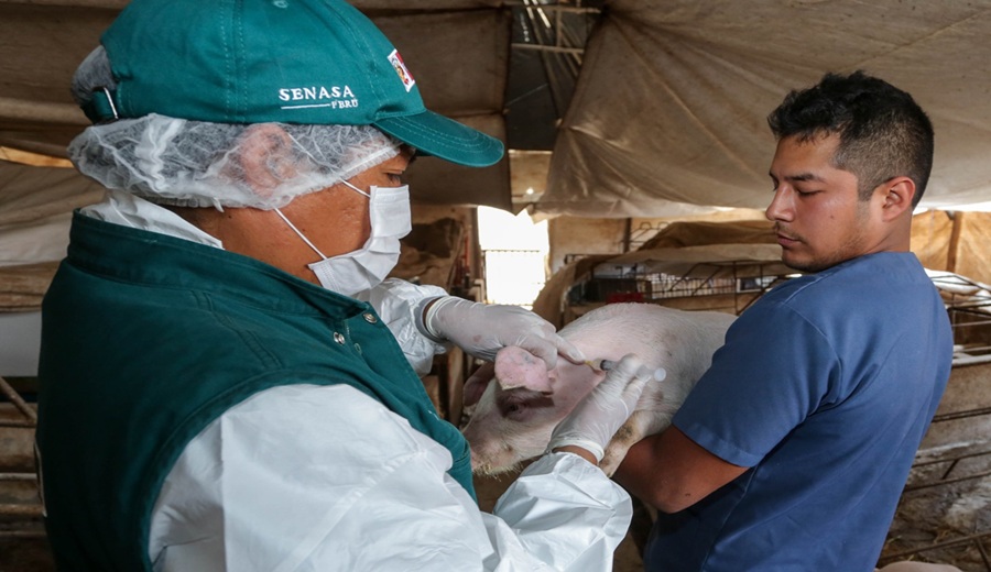 MIDAGRI Campañas de vacunación del SENASA fortalecieron la producción de más de 320 mil familias ganaderas