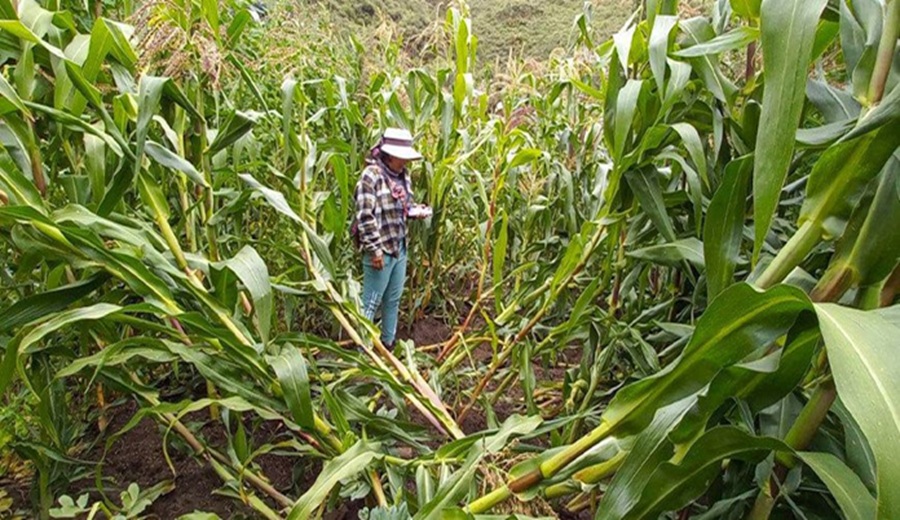 MIDAGRI Gobierno tiene activo el Seguro Agrícola (SAC) 2025-2026 ante eventos climáticos a nivel nacional
