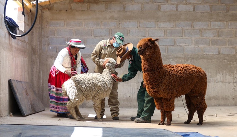 Midagri Agro Rural impulsa el valor agregado de la fibra de alpaca y beneficia a 8 000 productores en cuatro regiones