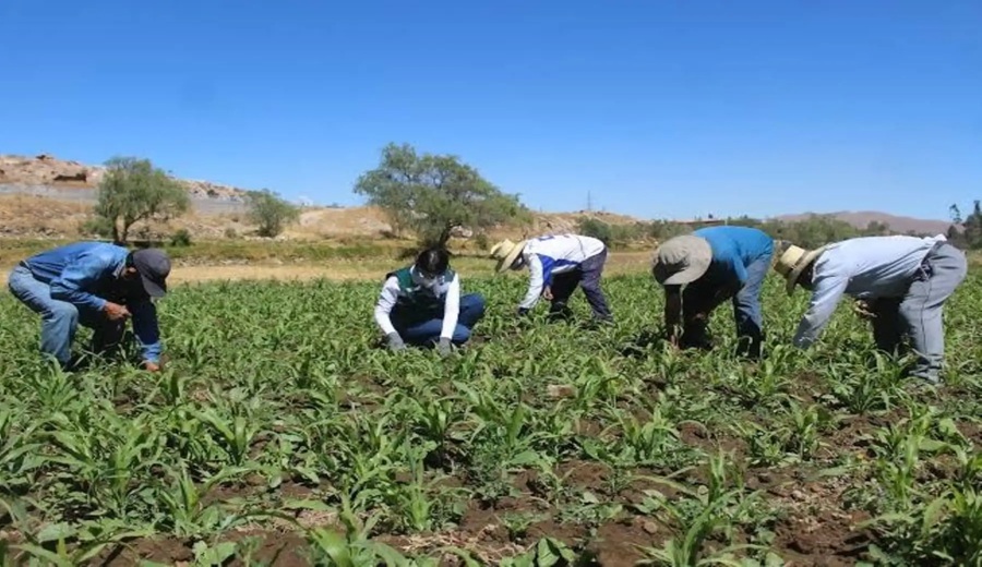 Perú publica proyecto sobre el Plan Nacional de Agricultura Familiar 2025-2027