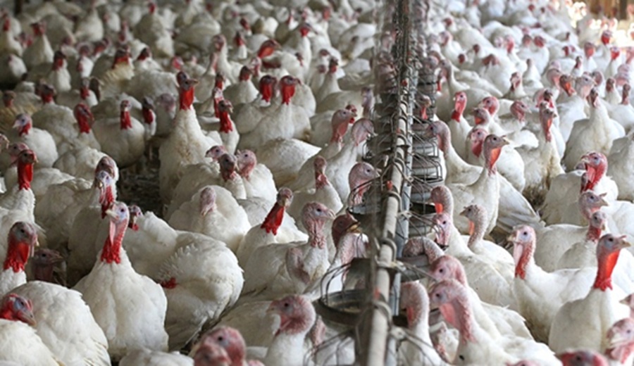 Se incrementa el abastecimiento de alimentos a los mercados mayoristas por las fiestas de Navidad