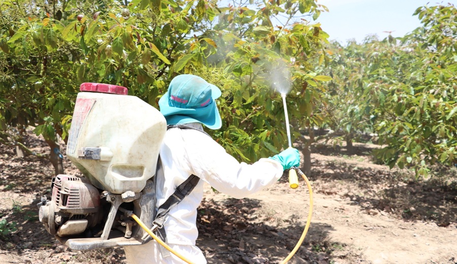 Son seguros los plaguicidas Mitos y realidades sobre uso en frituras y verduras