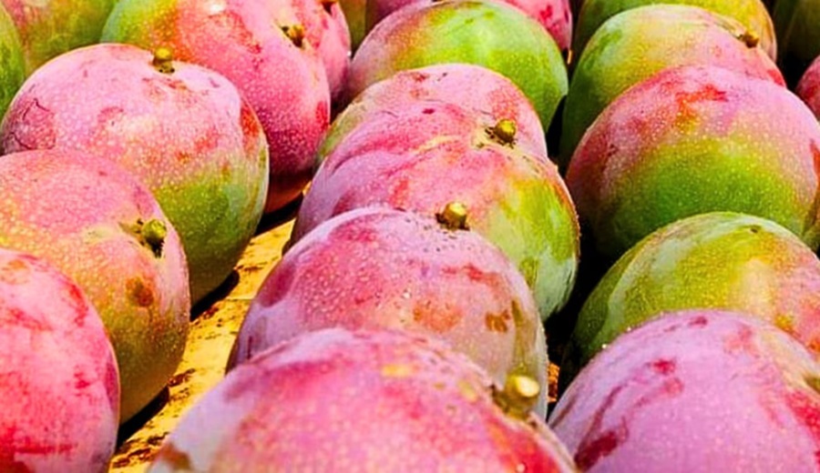 Un país del África está sacando a Perú del mercado mundial de mangos, alerta Conveagro: ¿precios se hunden ante abandono estatal?