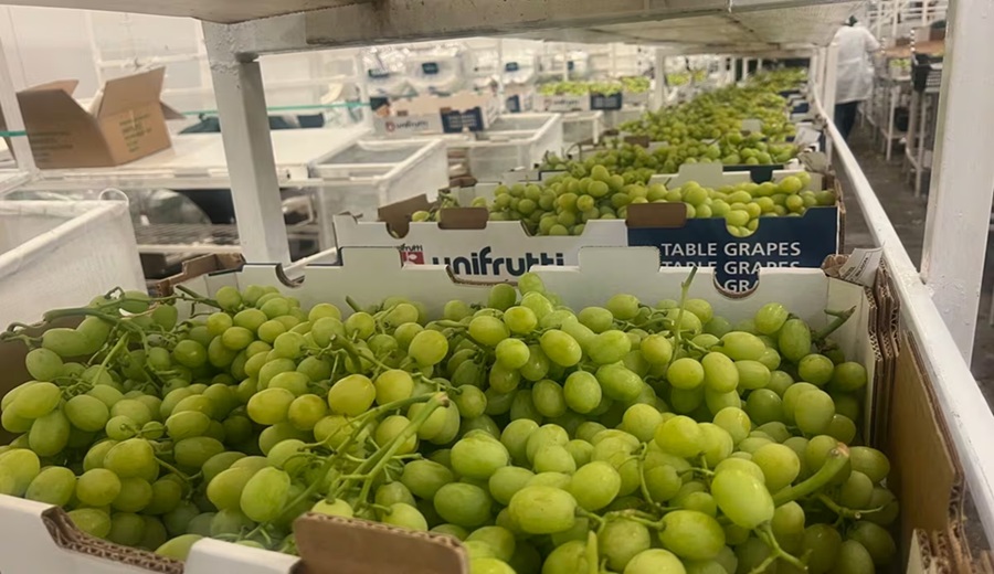 Unifrutti compra activos en Perú por US$ 150 millones y asegura flujo de uva al exterior