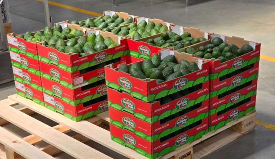 Westfalia Perú su apuesta más allá de la palta y nuevos mercados hacia 2026