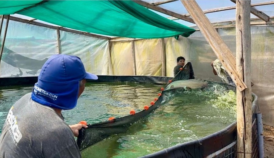 Acuicultores de Lambayeque logran primera producción de paiche con tecnología simbiótica