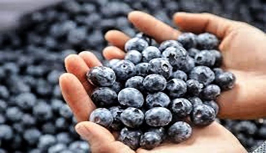 Adex Perú consolida su liderazgo en exportación de arándanos a mercados del mundo