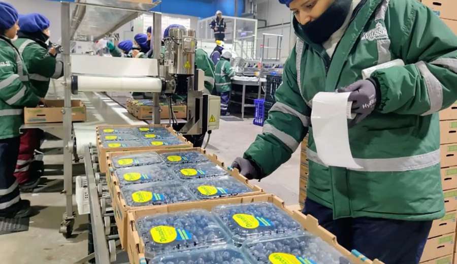 Boom agroexportador 1.5 millones de nuevos empleos transformarían el mercado laboral en el Perú