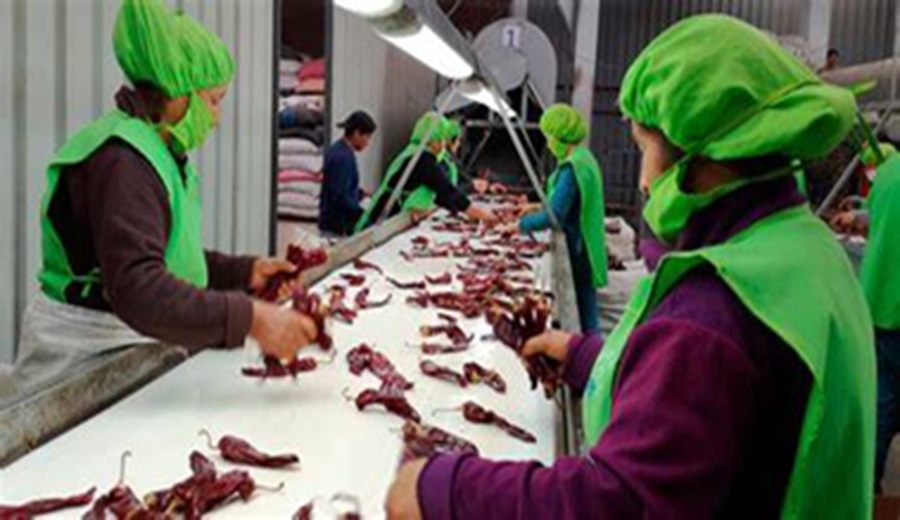 Boom agroexportador 1.5 millones de nuevos empleos transformarían el mercado laboral en el Perú