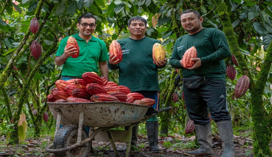 Cacao del Alto Huallaga alcanza rendimientos históricos y supera los 1000 kilos por hectárea