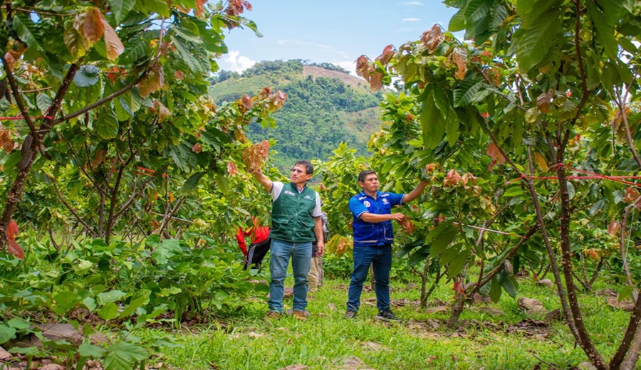 Cacao del Perú cambiará escenario para insumo clave del chocolate en 2026