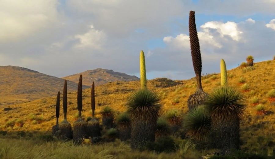 Conoce el Santuario Nacional de Calipuy que cumple 45 años como área natural protegida