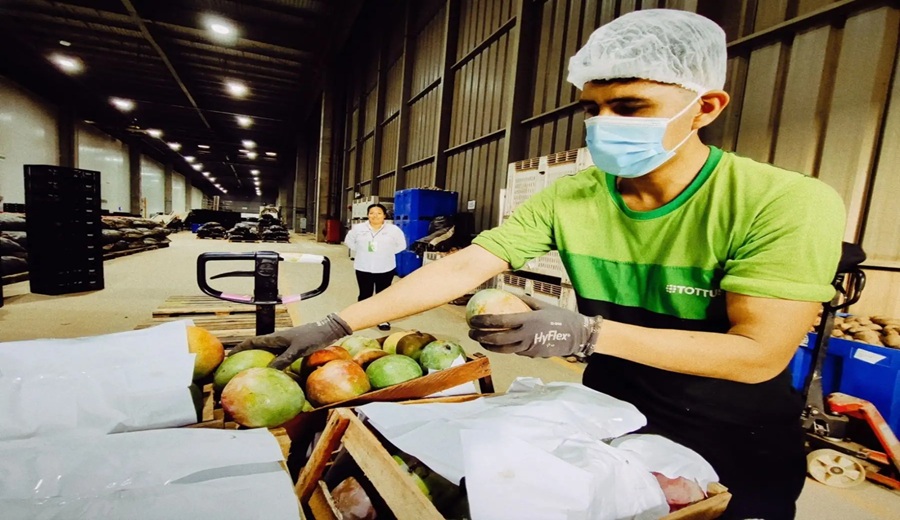 El mango es el rey en Piura producción de fruto superó las 535,000 toneladas en 2025