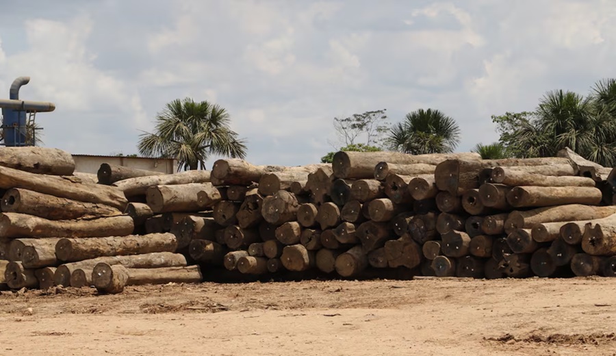 Entre la legalidad y la tala ilegal el balance forestal del Perú en 2025