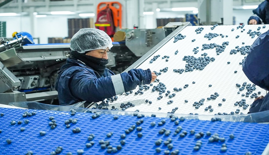 Gobierno Agroexportaciones superan los US$ 13,300 millones en los primeros once meses del año 2025