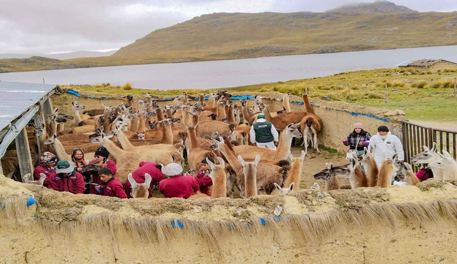 Gobierno ejecutó Plan Multisectorial ante Heladas y Friaje 2025–2027 en beneficio de más de 56 mil familias en 15 departamentos del país