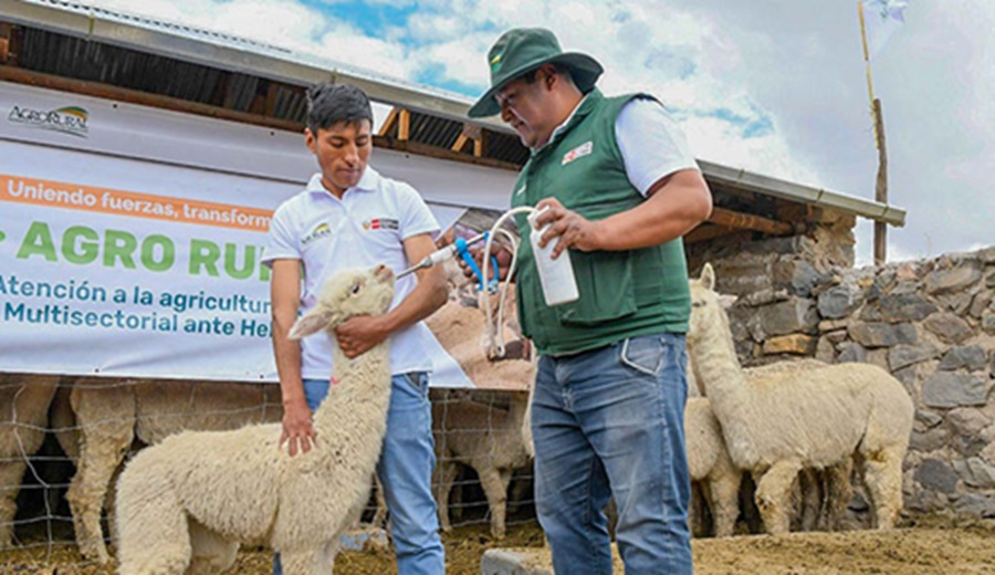 Helada MIDAGRI atendió a más de 227 mil cabezas de ganado en 05 provincias de Arequipa
