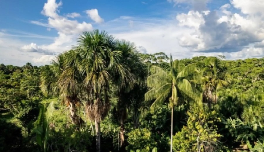 Japón apoya al Gobierno peruano en reforzar conservación de bosques y humedales amazónicos