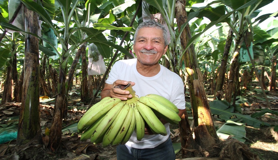 MIDAGRI Argentina abre su mercado al banano peruano y se convierte en el primer destino del 2026