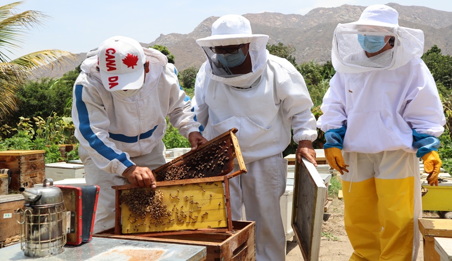 MIDAGRI Perú podrá exportar miel de abeja al mercado paraguayo