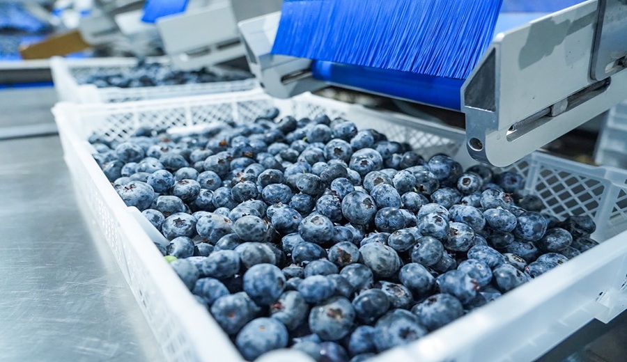 MIDAGRI Sector agropecuario alcanzó un crecimiento de 4,9 por ciento entre enero a noviembre 2025