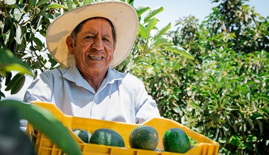 MIDAGRI arándanos, uvas y paltas se perfilan como las frutas de mayor exportación del año