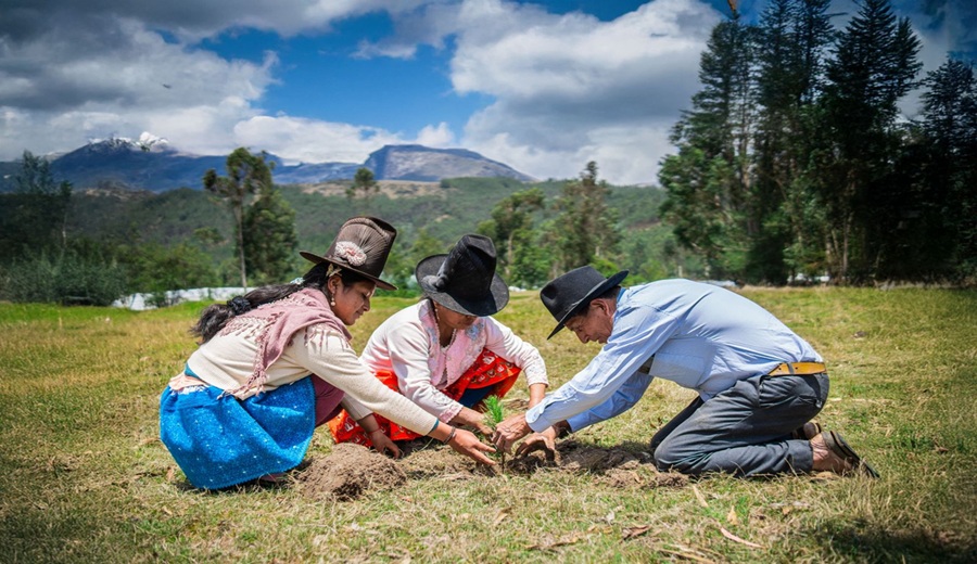 MIDAGRI impulsó la reforestación con la instalación de más de 15 millones de plantones forestales