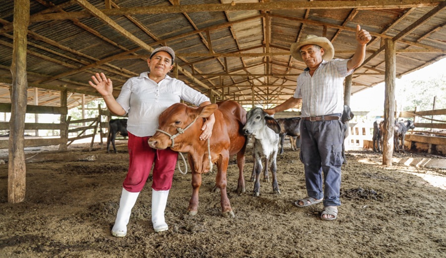 MIDAGRI mejora productividad agrícola de más de 7 mil familias con tecnologías agronómicas en el 2025