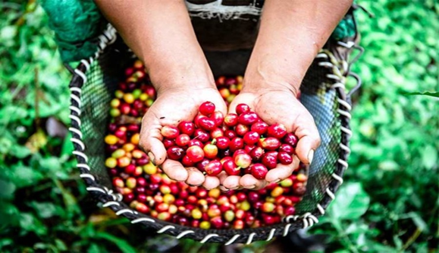 Midagri Exportaciones de café batieron récord en ventas durante el 2025