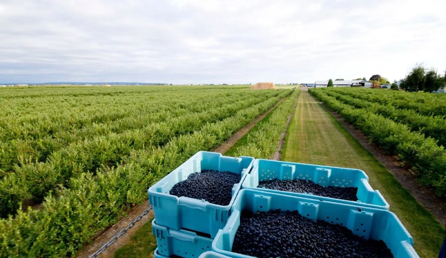 Midagri agroexportaciones superarían los US$ 15,000 millones en 2025