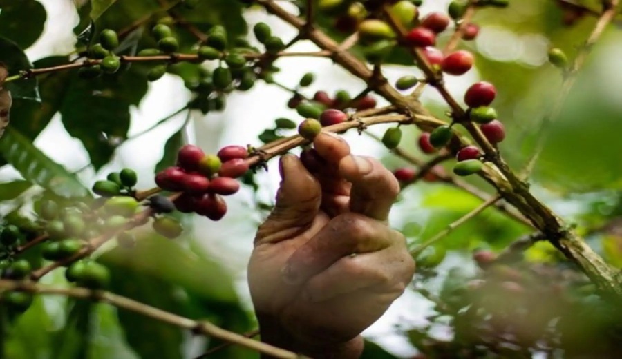 Minam registró 35 investigaciones orientadas a la conservación de la biodiversidad en 2025