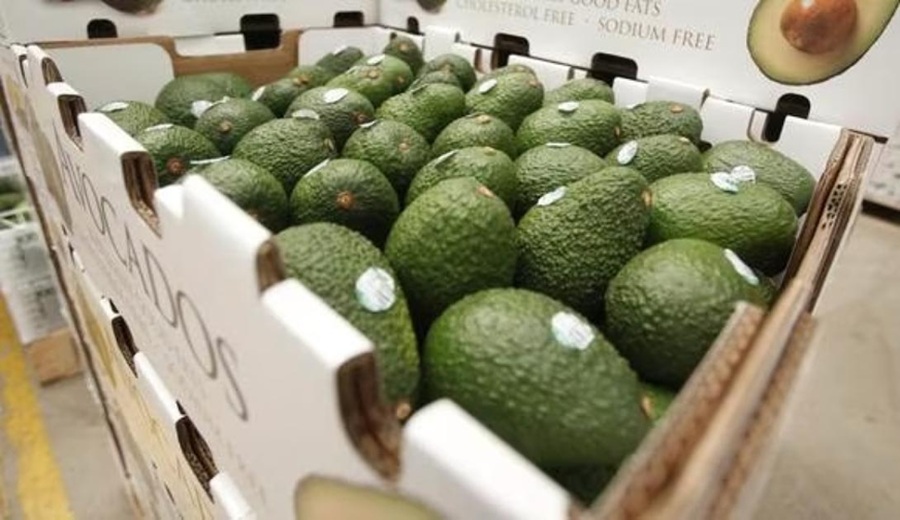 Palta potencial del ‘oro verde’ peruano en el mundo