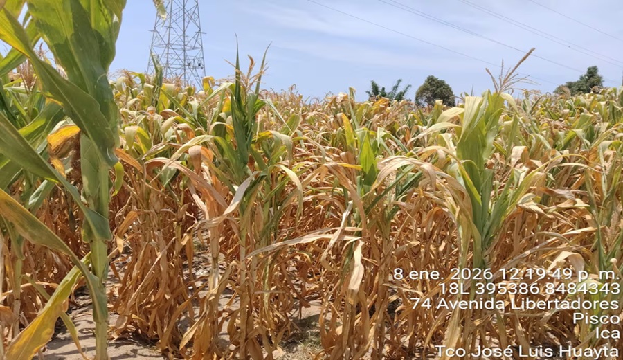 Pisco por prolongada ausencia de agua se pierde más de 100 hectáreas de cultivo