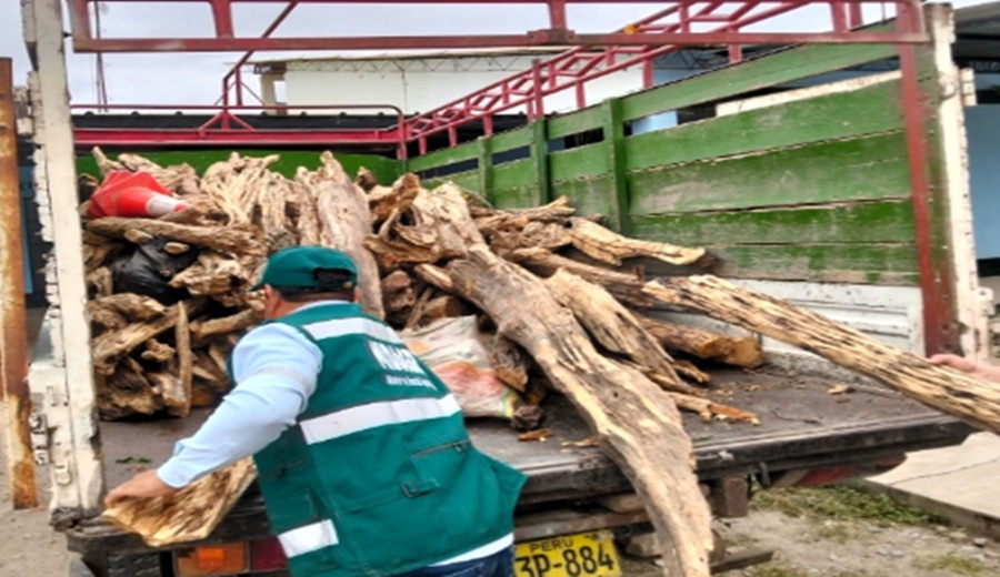 Piura Serfor incauta más de una tonelada de madera de palo santo de origen ilegal