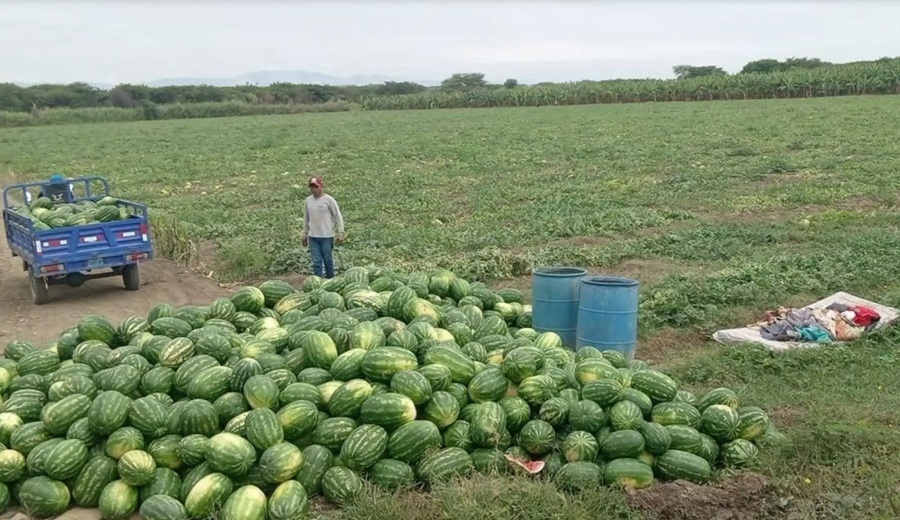 Piura evalúa producir sandía en lugar de banano para evitar propagación de hongo Fusarium