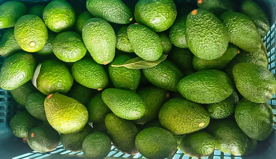 Productores organizados en Lambayeque comercializaron 950 toneladas de palta Hass