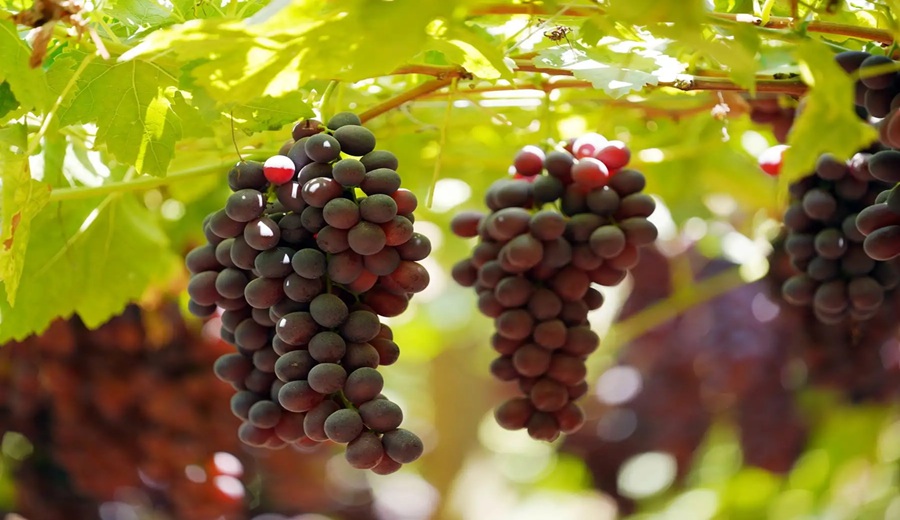 Scotiabank uva peruana se encamina a un nuevo récord en exportaciones