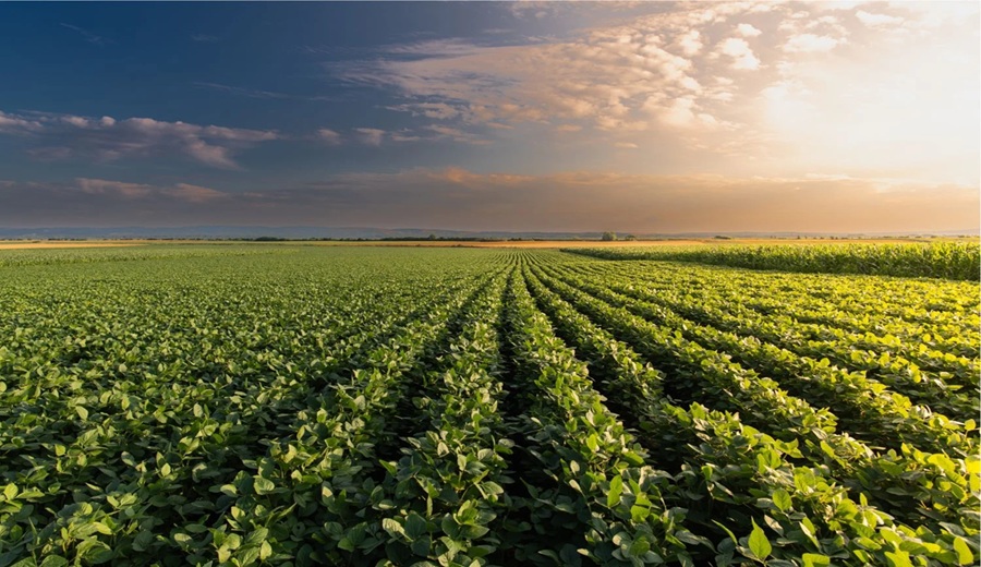Veinticuatro animales y un giro inesperado en la agricultura mundial. La historia silenciosa que está reescribiendo millones de hectáreas