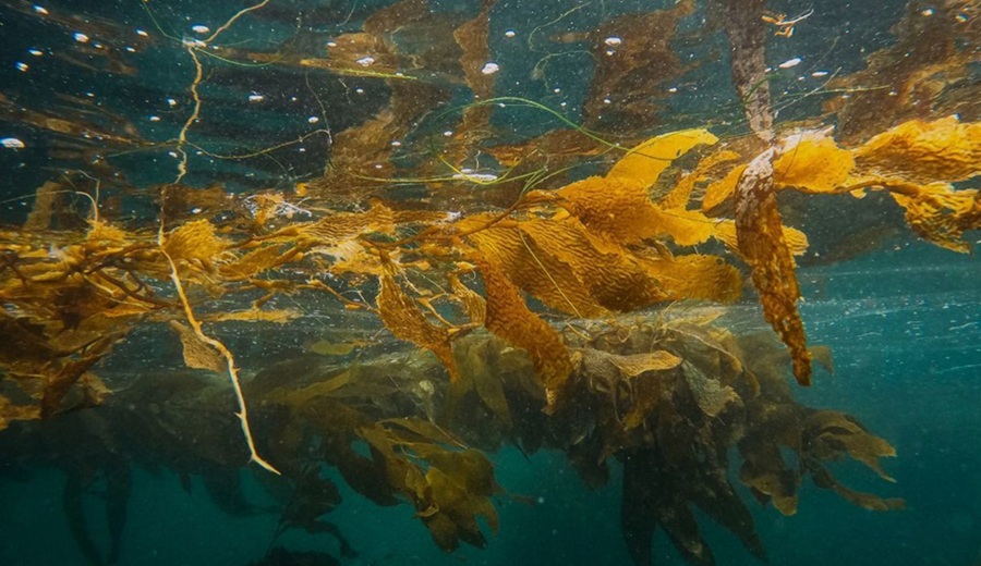 Agricultura de algas: hoja de ruta para avanzar hacia un cultivo sostenible en Chile