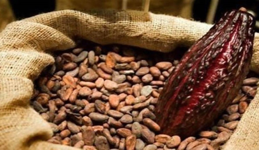 Cacao peruano alcanza récord exportador y se proyecta en feria clave de Europa
