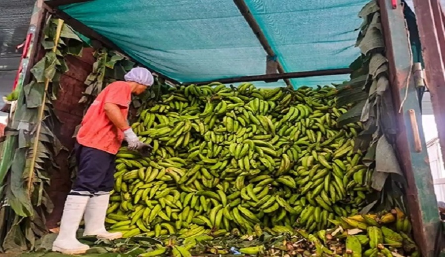 Comunidades nativas venden 17 toneladas de plátano verde cultivado en bosques conservados