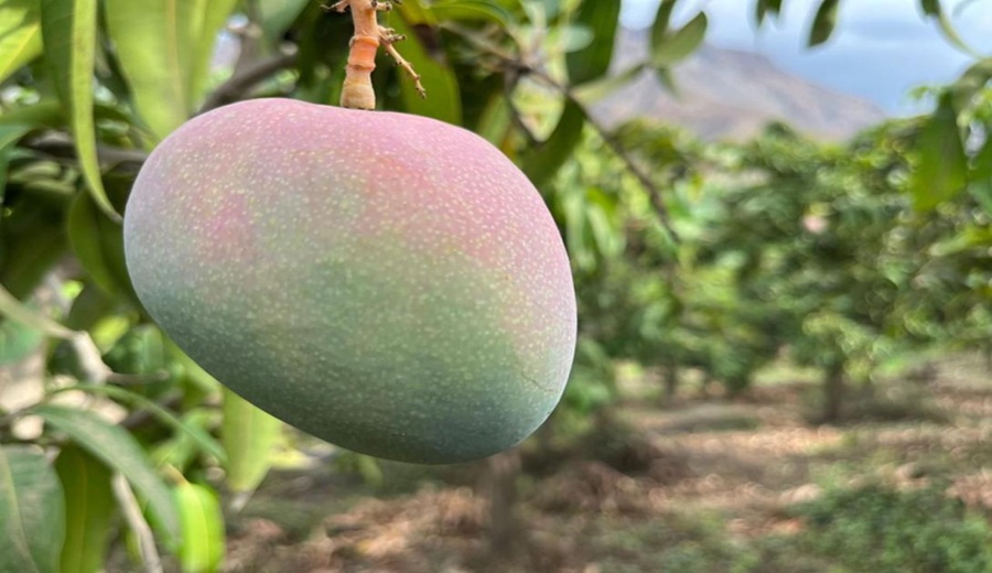 Huarmey concreta su primera agroexportación de mango Kent a mercados de Europa