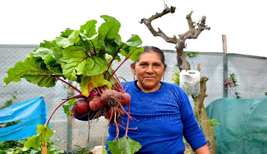 Inseguridad alimentaria fuera del debate electoral: Lima Sur impulsa la agricultura urbana como respuesta al hambre