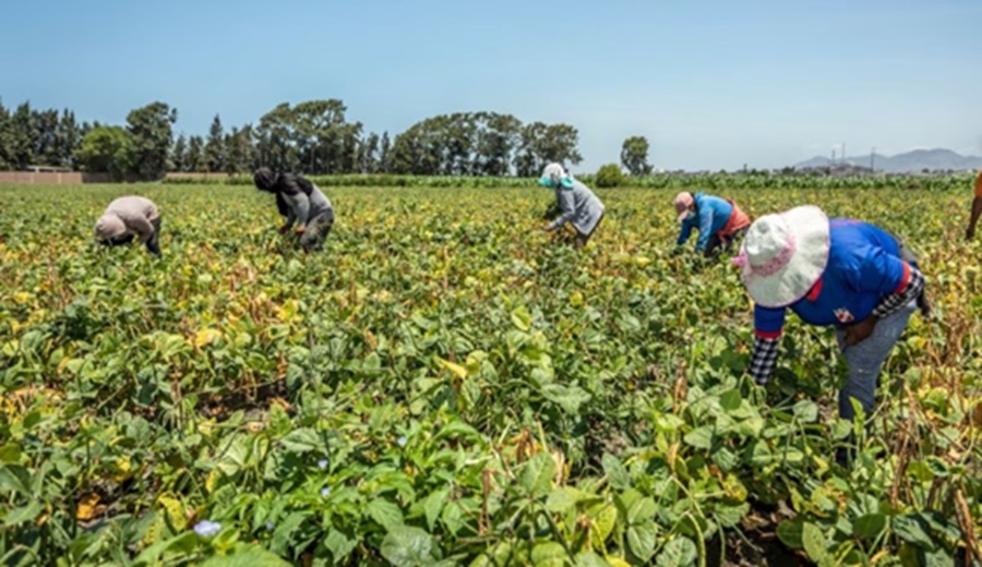 MIDAGRI: aprueban Lista de Cultivos Priorizados de la Agricultura Familiar correspondiente al año 2026