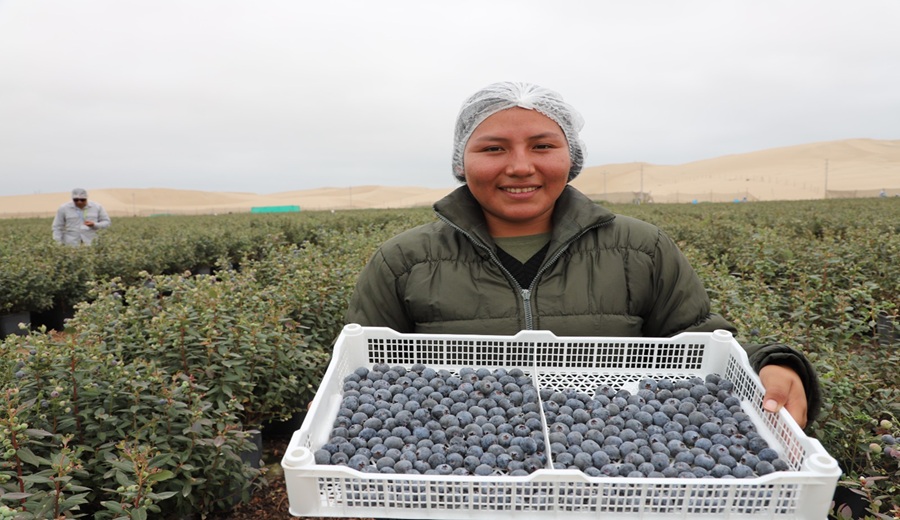 MIDAGRI: sector agropecuario alcanzó un crecimiento de 4,8% al cierre del año 2025
