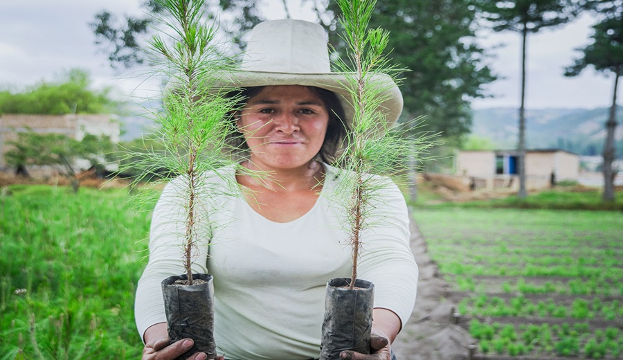 Más de 15 millones de plantones forestales se instalaron a nivel nacional para la agricultura familiar y cambio climático